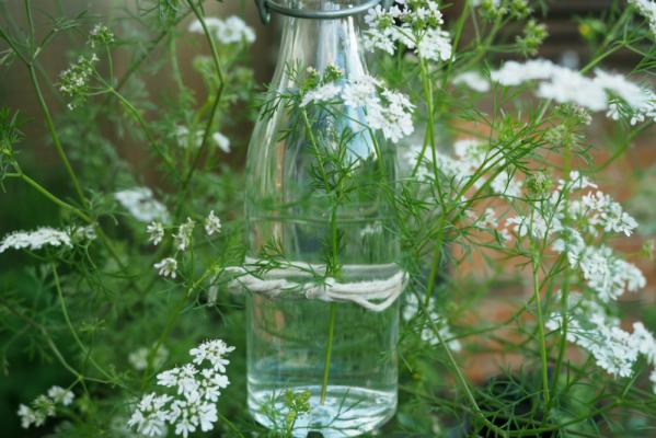芫荽糖浆 第1张